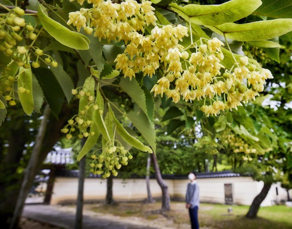 法華寺でボダイジュの花見ごろ 奈良新聞デジタル